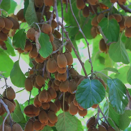 公寓 By The Sea - 10042 科尔丘拉