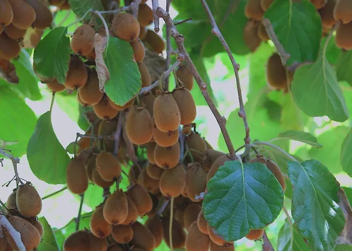 아파트 By The Sea - 10042 코츌라